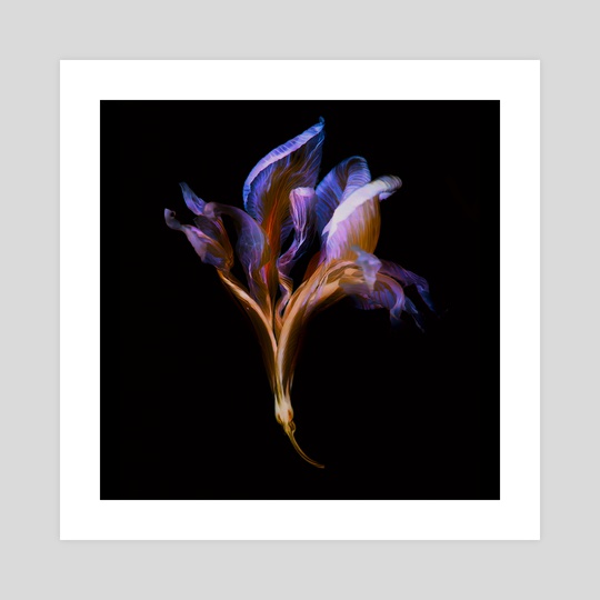 Iris I by Patrick Miller