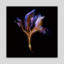 Iris I - Canvas by Patrick Miller