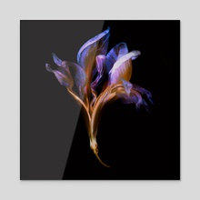 Iris I - Acrylic by Patrick Miller